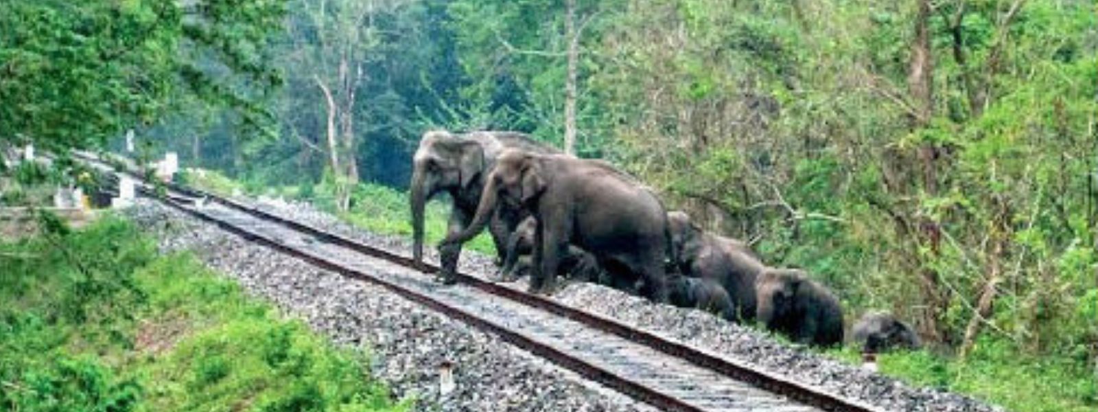 Fatal Collision Between Oil Train and Elephants